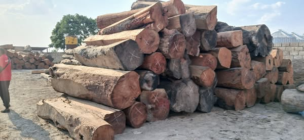 FORESTRY DEPARTMENT ISSUES WARNING AFTER COURT RULING ON ILLEGAL LOGGING