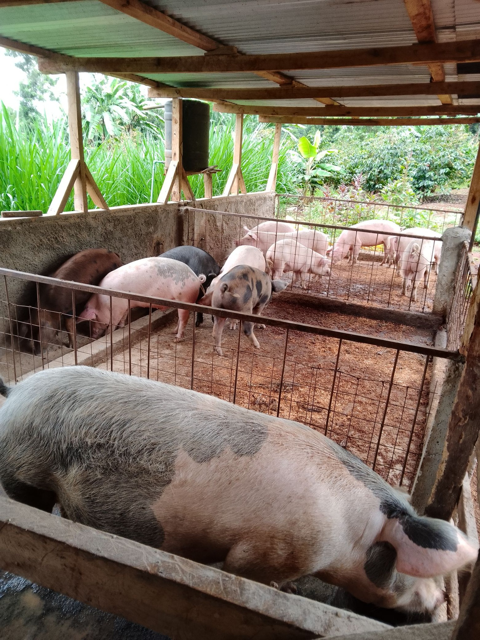 PIG FARMERS RAISE ALARM OVER FALLING PORK PRICES 